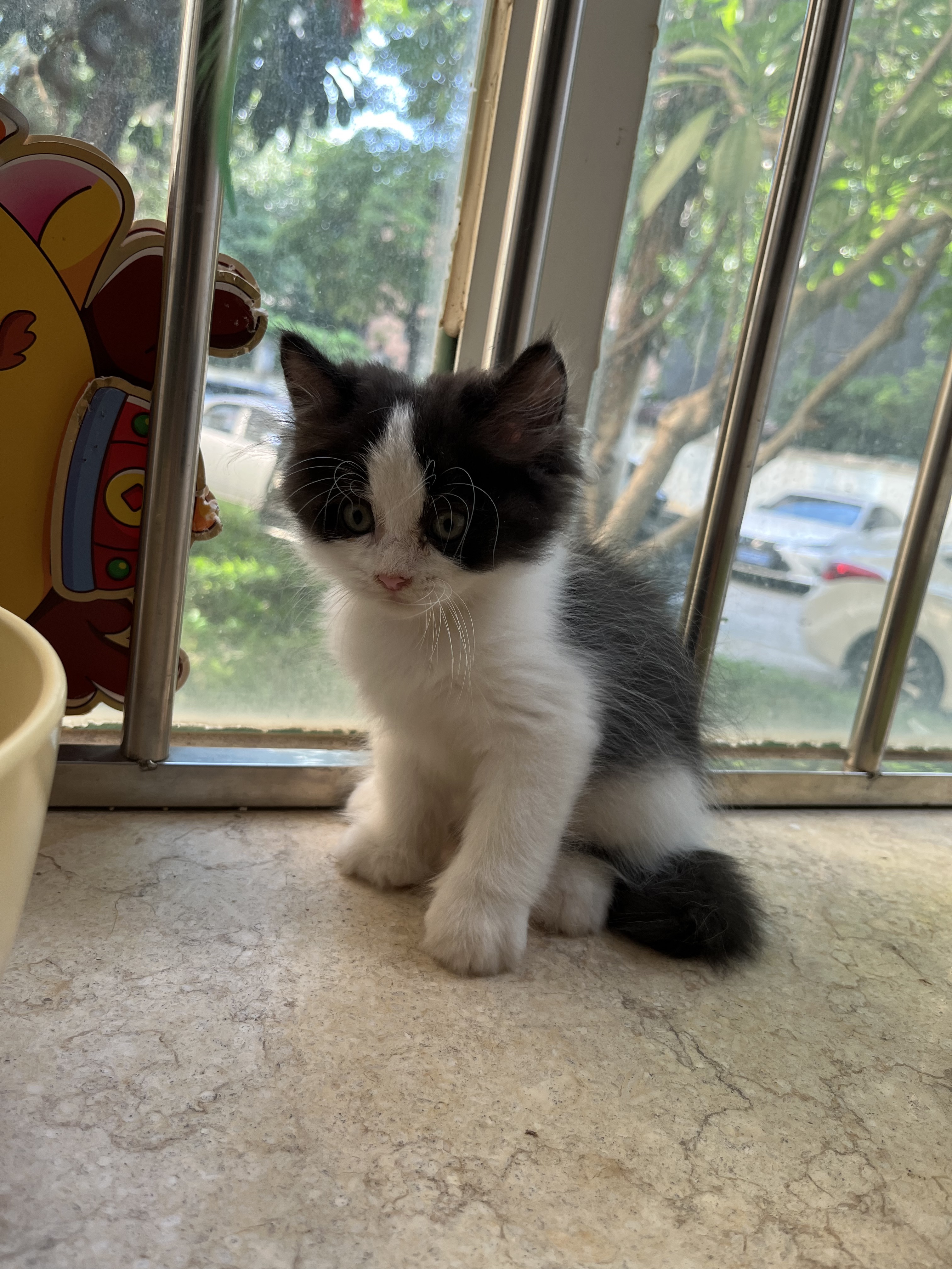 长毛五粉奶牛猫